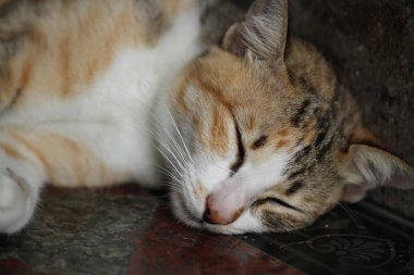 yakın çekim tekir kedi gevşeme taş zemin, uyku uyku, tüylü yavru kedi,