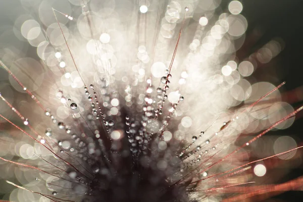 Краплі Роси Квітковому Листі Впритул Крапля Води Свіжа Весняна Трава — стокове фото
