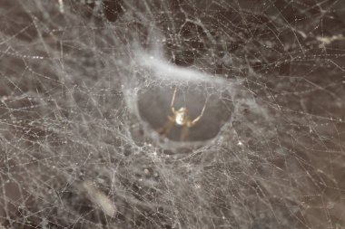 Örümcek altta hafifletmek güneş ışığı ve karanlığı, evren desen, kara delik arka planlar iplik soyut örümcek ağı