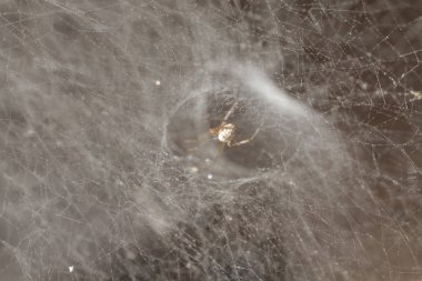 Örümcek altta hafifletmek güneş ışığı ve karanlığı, evren desen, kara delik arka planlar iplik soyut örümcek ağı