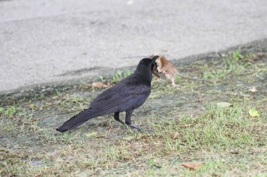 vahşi karga kuzgun milli park ortasında çimenlerin üzerinde fare yemek
