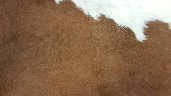 牛の毛のきれいな茶色と白のコート ファブリック繊維ファッション業界のための革の選択 テクスチャの背景 家の装飾壁紙 — ストック写真