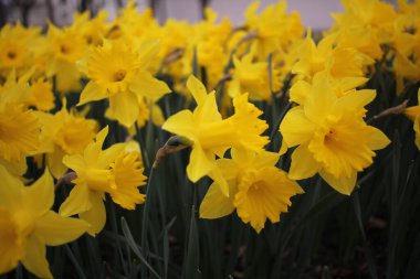 Kış mevsiminde yakın plan çiçek primula grubu. Bahar çiçeği süslemeleri yeşil yapraklı sarı Primula. Çiçek desenli arka planlar. Primula, otçul çiçekli bir bitki cinsidir.