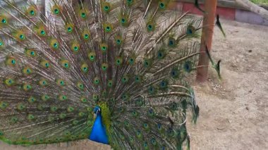 Güzel kuyruğunu 4 k gösterilen tavus kuşu