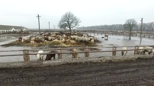Vista aerea. Molti tori in fattoria terribile in terreno fangoso morbido umido . — Video Stock