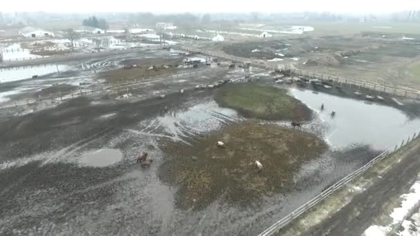 空撮。濡れた柔らかい泥の地面でひどいファームの多くの牛. — ストック動画