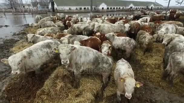 Luchtfoto. Veel stieren op vreselijke boerderij in natte zachte modderige grond. — Stockvideo