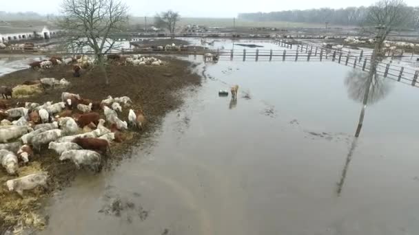 Flygfoto. Många tjurar på hemska gård i våta mjuka leriga marken. — Stockvideo