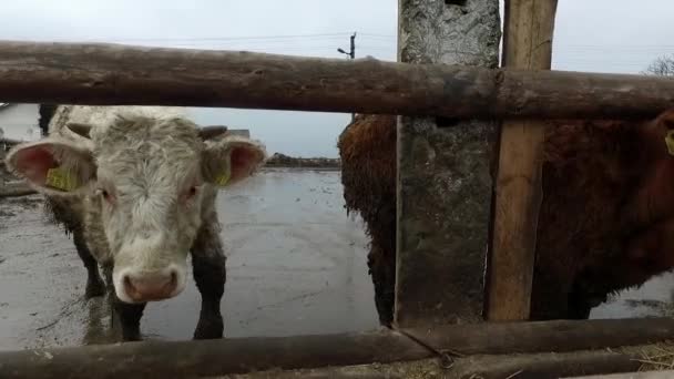 Sanfte Bewegung. viele Bullen auf schrecklichem Bauernhof in nassem, weichem, schlammigem Boden. — Stockvideo