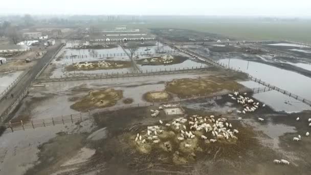 Вид з повітря. Багато биків на жахливій фермі в мокрій м'якій брудній землі . — стокове відео