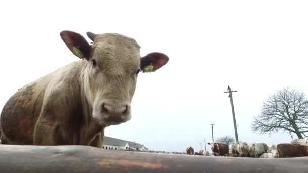 Sanfte Bewegung. viele Bullen auf schrecklichem Bauernhof in nassem, weichem, schlammigem Boden. — Stockvideo