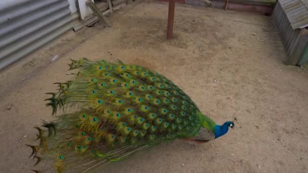 Peacock visar sin vackra svans, 4k — Stockvideo