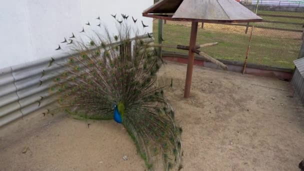 Peacock visar sin vackra svans, 4k — Stockvideo