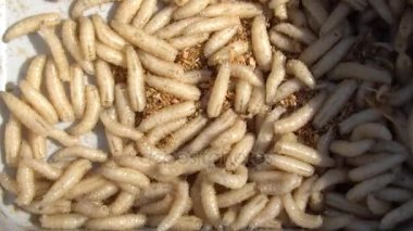 Yakın çekim. Sinek kurtçukları. Balık tutma solucanlar kutusunda. Ağır çekim