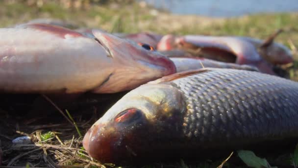 Close-up van vers aught roach vissen springen op de grond. Slow motion — Stockvideo