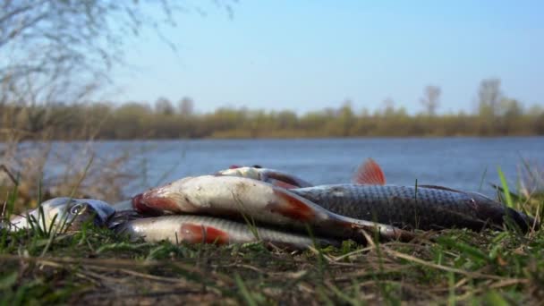 Close-up van vers aught roach vissen springen op de grond. Slow motion — Stockvideo