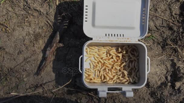 Close-up. Maggots of fly. Fishing Worms in box. Slow motion — Stock Video