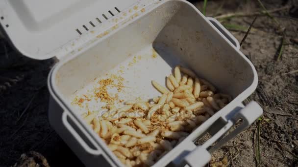 Close-up. Larvas de mosca. Worms de pesca na caixa . — Vídeo de Stock