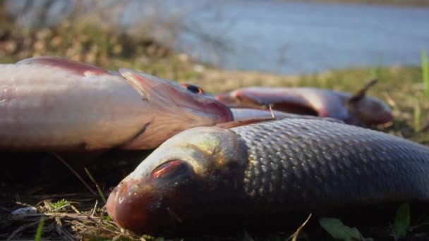 Gros plan de poissons gardons fraîchement éclos sautant sur le sol. Mouvement lent — Video