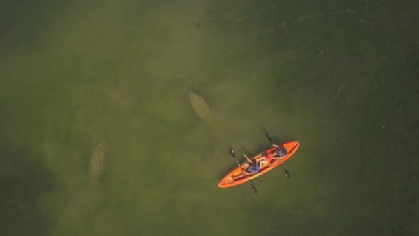Luchtfoto. Een manatee familie van 6 koeien zwemmen met kayaker. Zeldzame foto's. 4k — Stockvideo