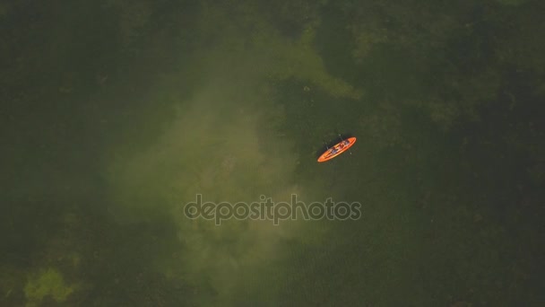 Luchtfoto. Een manatee familie van 6 koeien zwemmen met kayaker. Zeldzame foto's. 4k — Stockvideo