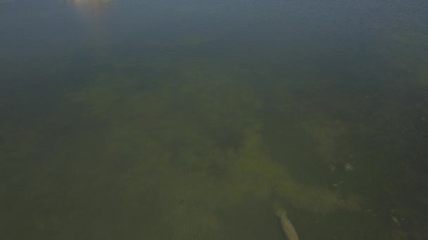 Aérea. Una familia de manatíes de 6 vacas que comen algas. Tiros raros. 4K — Vídeos de Stock