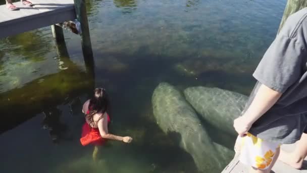 Key Largo, Florida, Usa. 04 mei, 2017. Vriendelijke manatee zwemt met toeristen. 4k — Stockvideo