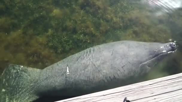 Un gros lamantin près du quai. 4K — Video