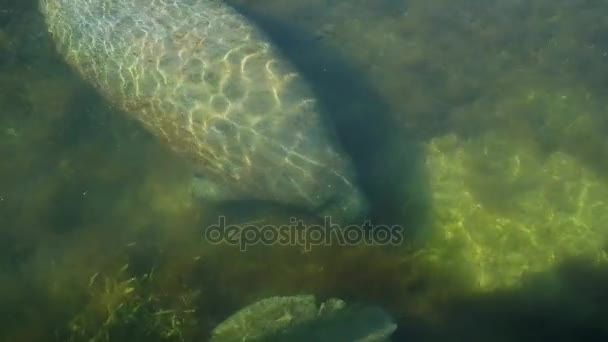 Grote manatee zeewier eten. 4k — Stockvideo