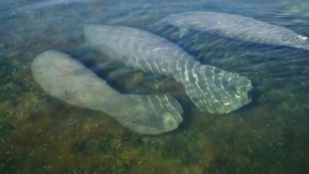 Manatee οικογένεια τρώει τα φύκια. 4k — Αρχείο Βίντεο