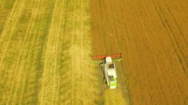 Aéreo. Trabalho agrícola. Combine colheitadeira reúne a colheita de trigo. 4K — Vídeo de Stock