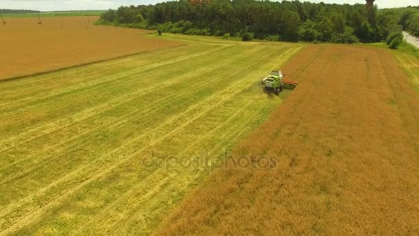 Aérien. Travaux agricoles. Combiner moissonneuse-batteuse rassemble la récolte de blé. 4K — Video