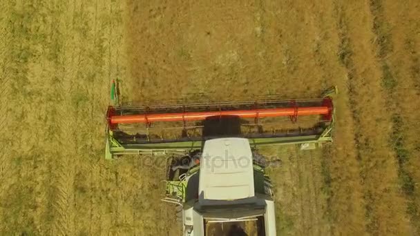 Воздушный. Сельскохозяйственная работа. Комбайн собирает урожай пшеницы. 4K — стоковое видео