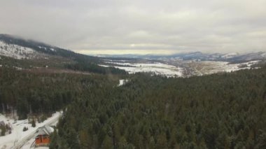 Hava. Dağ çam ormanı. Uçan çam ağaçları yukarıda. 4k