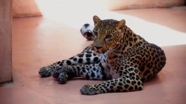 Leoparı dinlenme ve pençeleri temizler. 4k