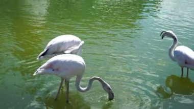 Flamingolar n gölün su gıda arıyorum. 4k