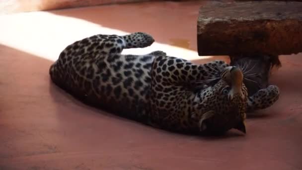 Leopardo Che Riposa Pulisce Suoi Artigli — Video Stock