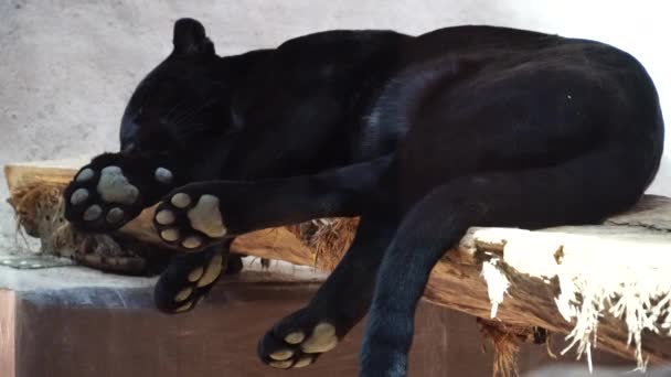 Clouse Black Panthera Sleeps Zoo Park — Stock Video