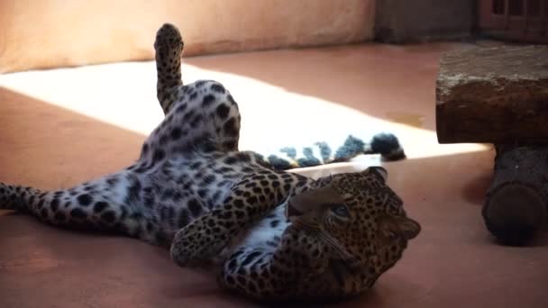 Leopardo Che Riposa Pulisce Suoi Artigli — Video Stock