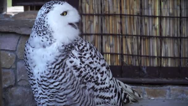 Snowy Owl Vänder Huvudet Till Höger Och Vänster — Stockvideo