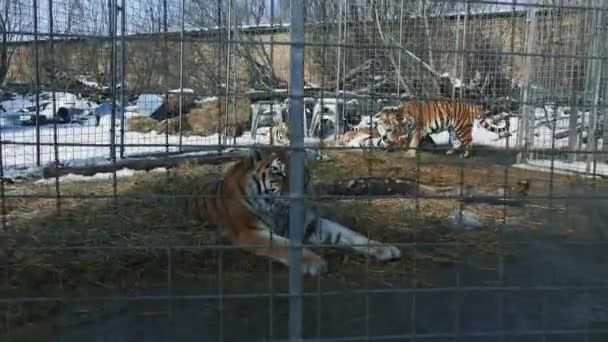 Οικογένεια Του Τίγρη Στο Κλουβί Steadicam Πυροβόλησε — Αρχείο Βίντεο