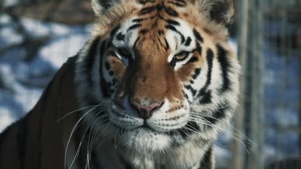 Vista Cerca Cabeza Tigre — Vídeo de stock