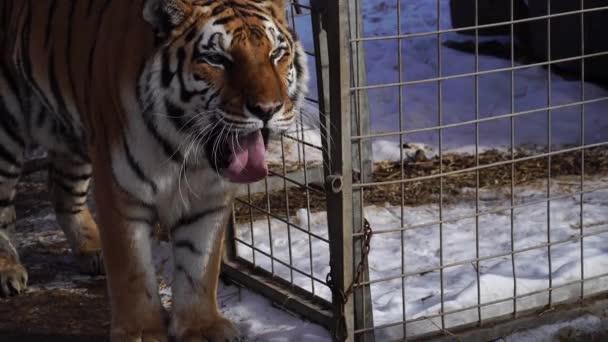 老虎舔它的嘴唇 有趣的行为 — 图库视频影像