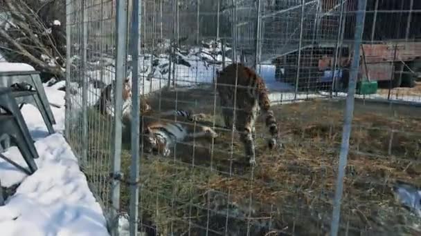 Família Tigre Jaula Steadicam Baleado — Vídeo de Stock