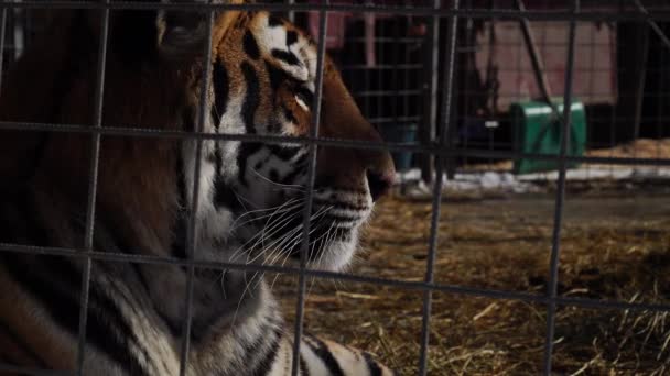 Vista Perto Cabeça Tigre — Vídeo de Stock