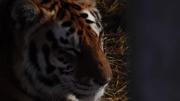 Κλείνω Πάνω Θέα Του Κεφάλι Τίγρης — Αρχείο Βίντεο
