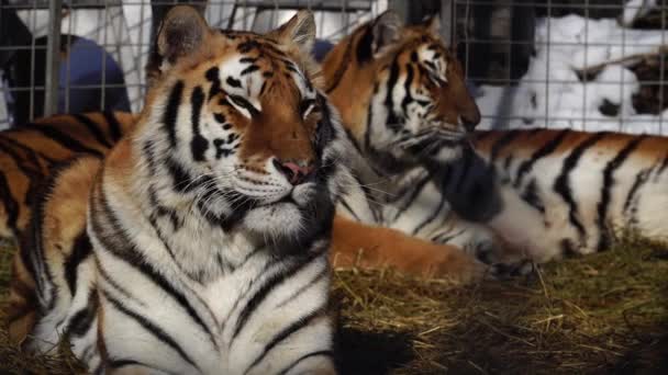 Тигры Отдыхают Земле Месяца — стоковое видео