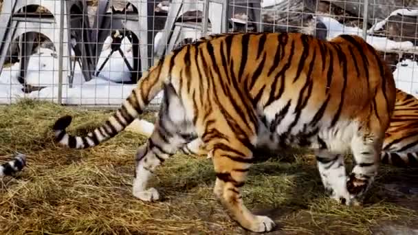 Tigres Peleando Jaula — Vídeos de Stock