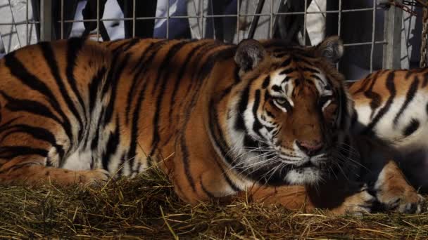 Tigres Descansando Suelo — Vídeo de stock