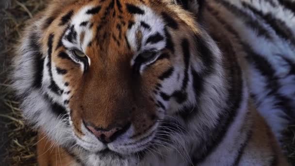 Zbliżenie Głowę Tygrysa — Wideo stockowe
